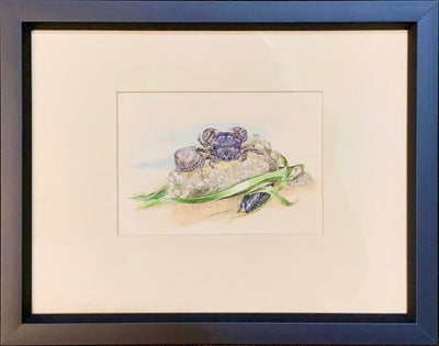 32 - Shore Crab, Tsawassen BC 1976 (4x6 in. watercolour, framed)