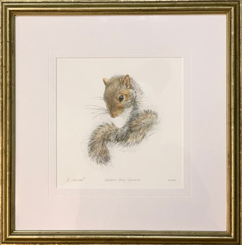 33 - Western Gray Squirrel 1986 (signed and numbered #2 giclee print on art paper, framed)