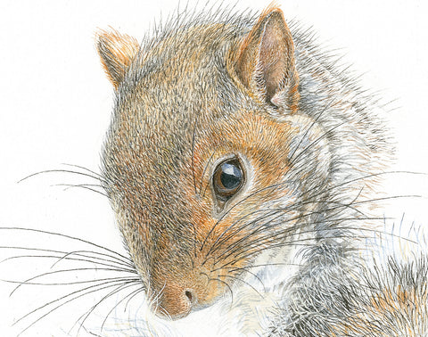 Western Gray Squirrel watercolour, art print on canvas 12 x 16 in.